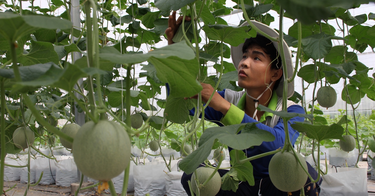 Trồng dưa lưới dưới chân núi Bà Đen