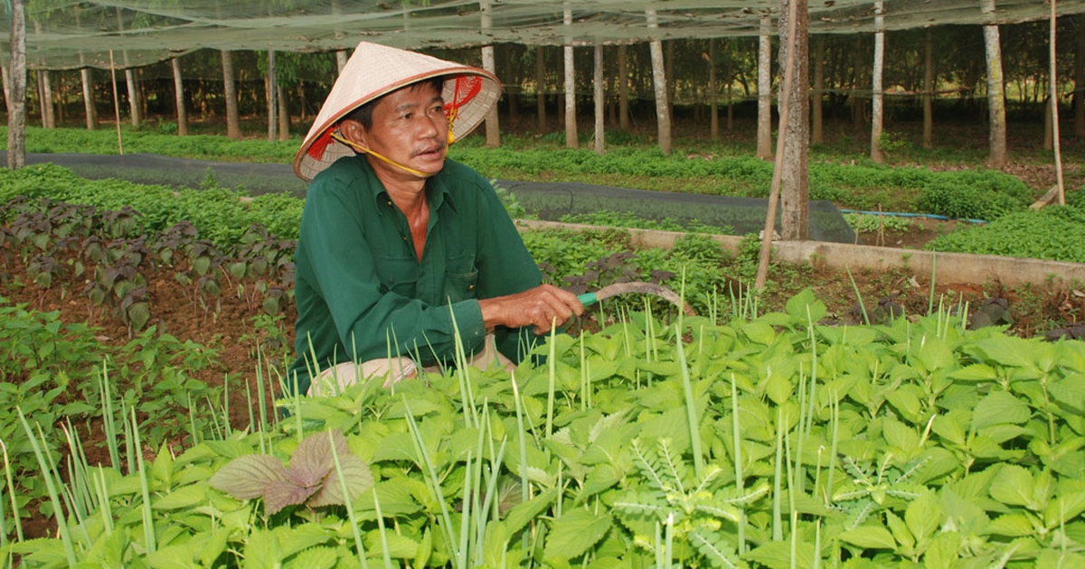Rau sạch loay hoay tìm đầu ra