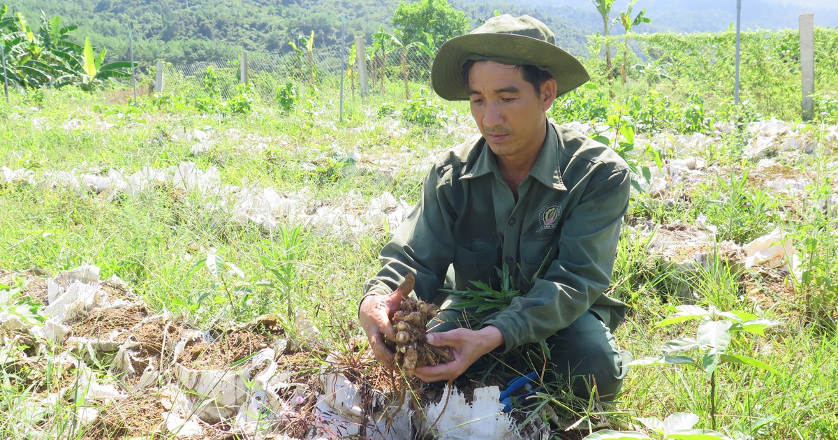 Sức sống ở làng thanh niên lập nghiệp: Hướng đến việc cung ứng nông sản phẩm sạch