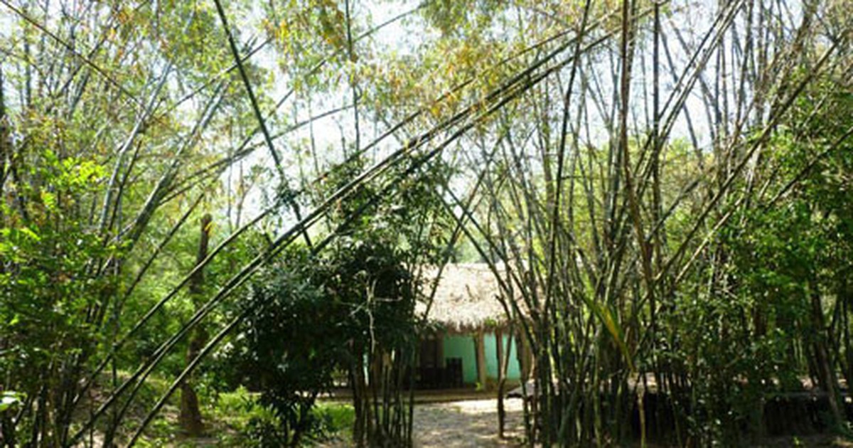 Chuyện làng dưới bóng tre