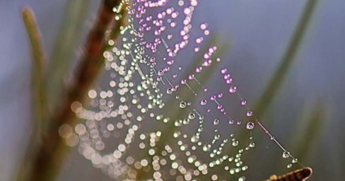 Phương pháp mới kiểm soát bệnh tiểu đường lấy ý tưởng từ mạng nhện