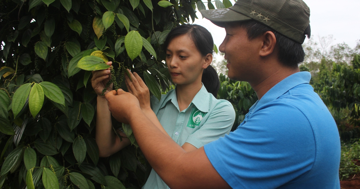 Bí quyết làm giàu: Thành công với nông nghiệp sạch