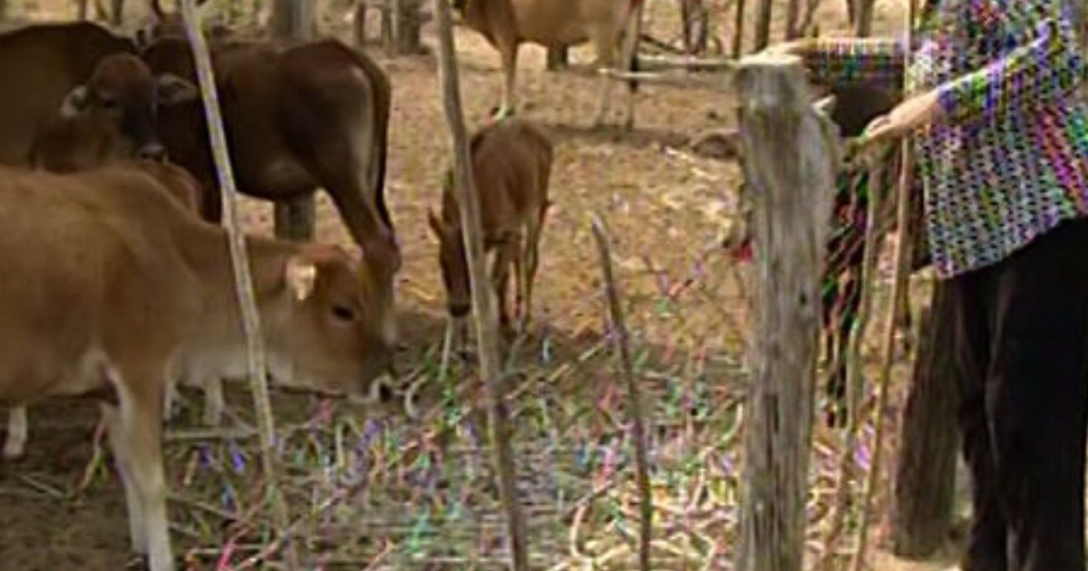 Kiểm tra việc cấp bò giống bị bệnh cho dân