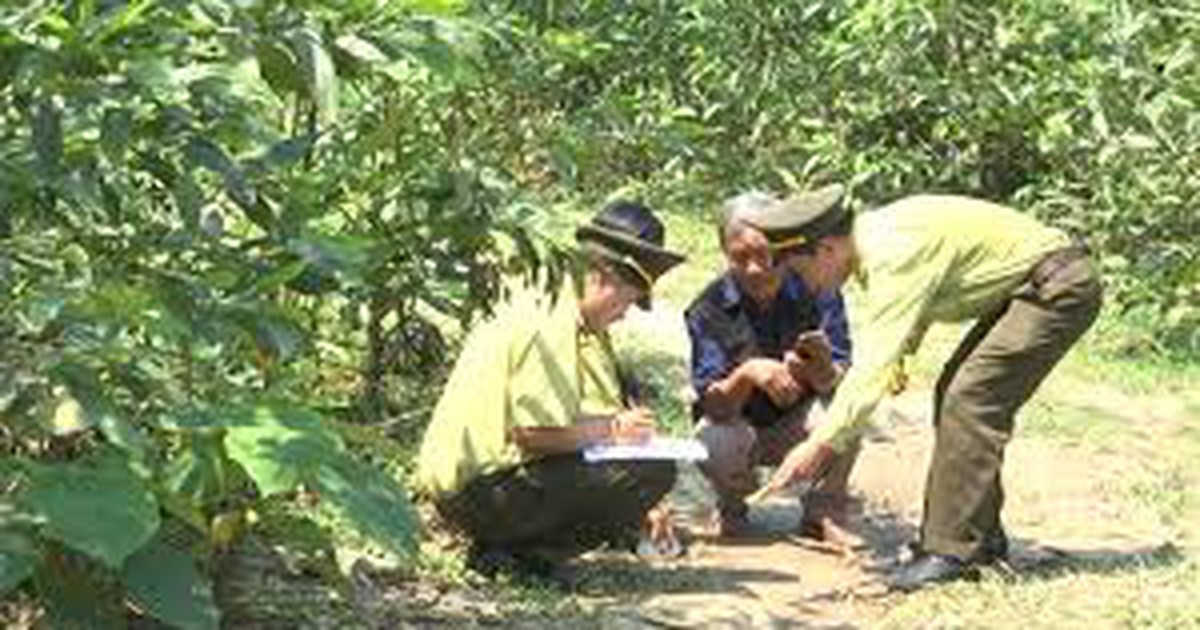 Điều tra vụ kiểm lâm bị hành hung khi làm nhiệm vụ