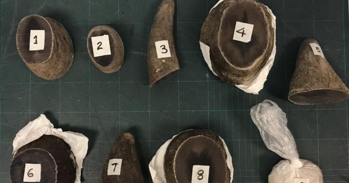 Nhiều người Việt bị bắt vì buôn lậu động vật quý