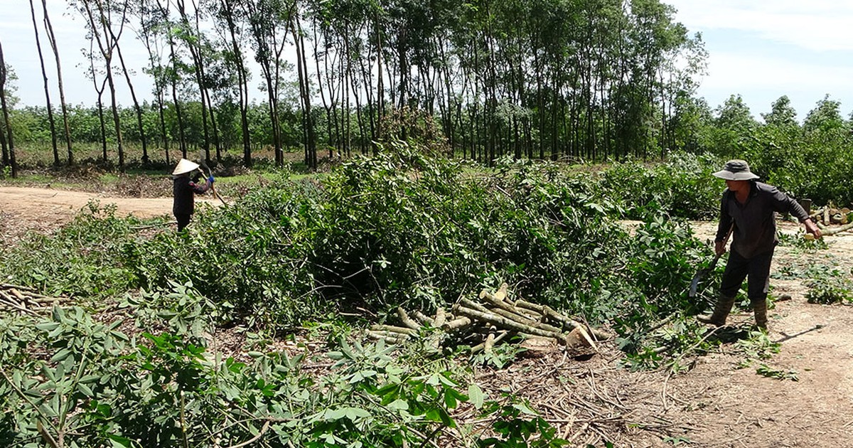 Đau đầu tìm chủ đất quanh sân bay Long Thành