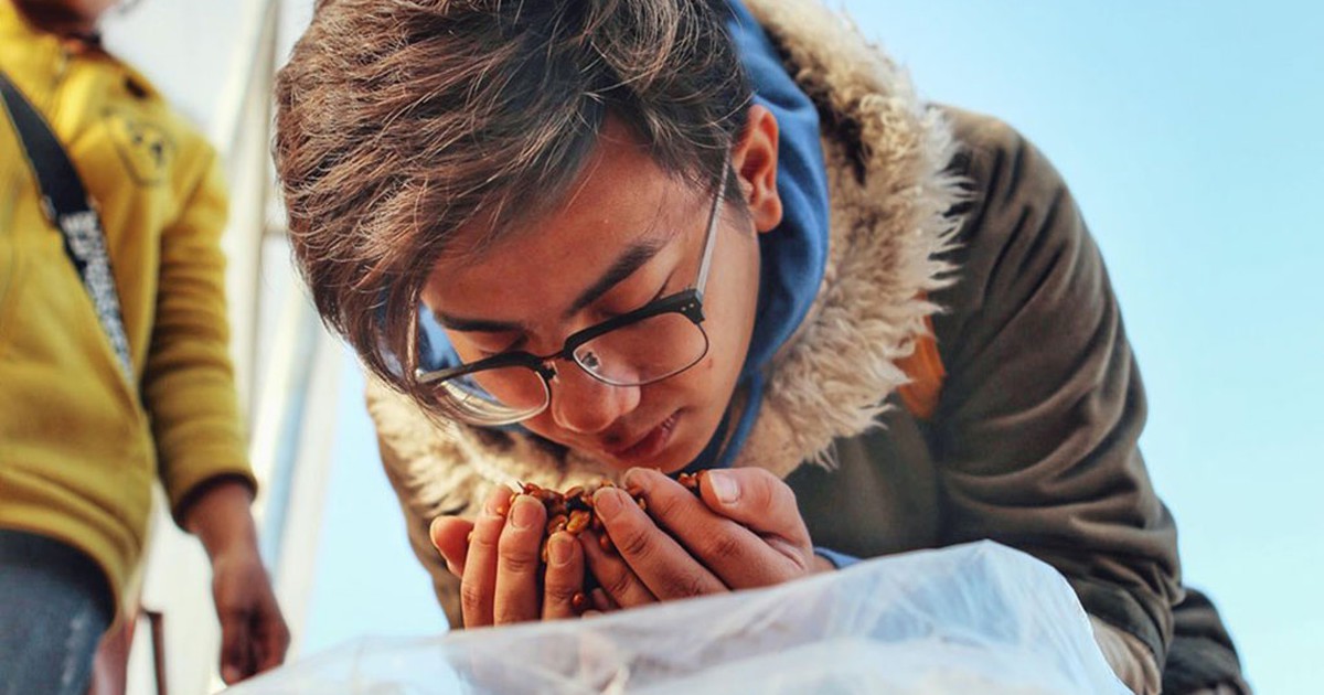 Mang hương cà phê Tây Bắc bay xa