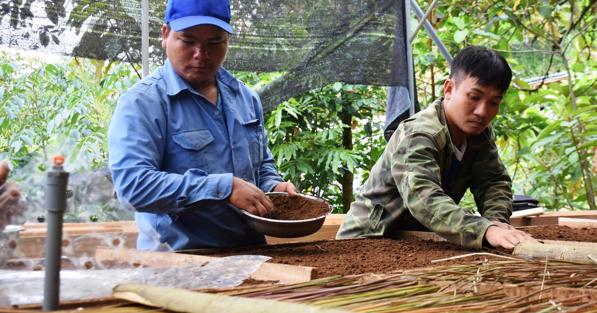 Những chàng trai bảo tồn 'quốc bảo' sâm Ngọc Linh