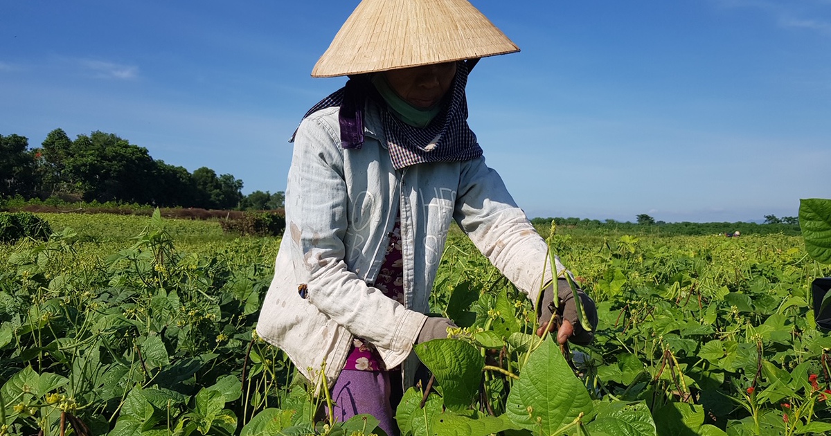 Xanh lại vùng đất cằn nhờ loại đậu “nhỏ nhưng có võ”