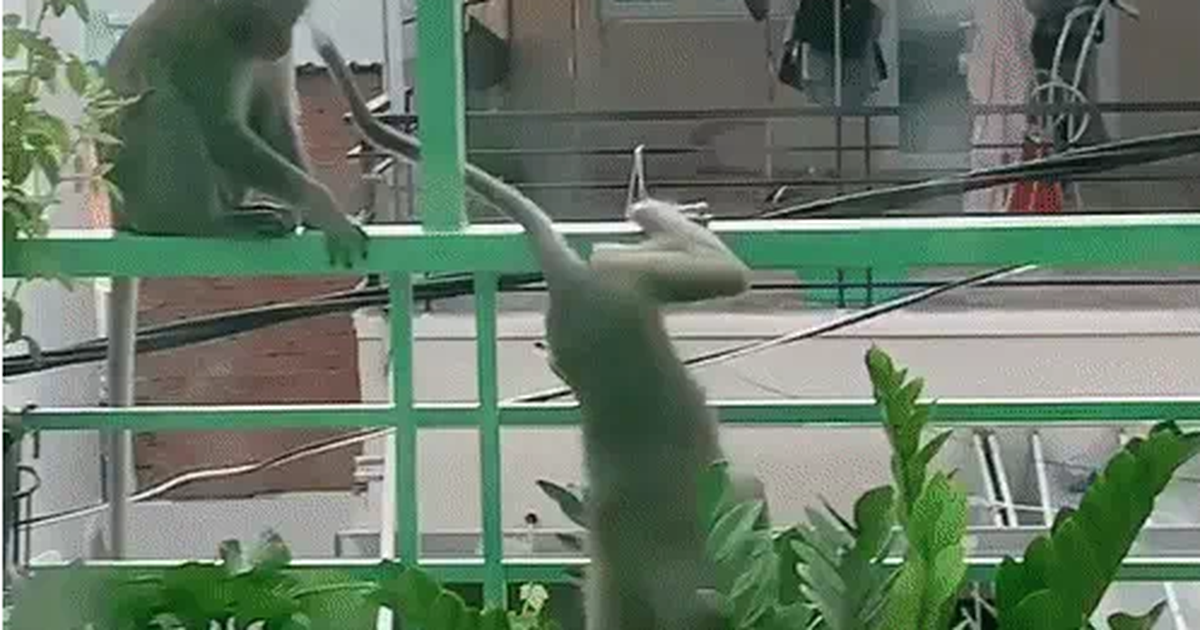 Cư dân mạng quan tâm: Thấy “kẻ trộm” mà đành...