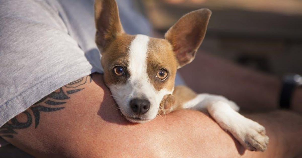 Những bệnh nguy hiểm bạn có thể mắc phải từ thú cưng của mình