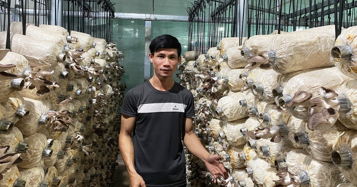 Thu tiền tỉ nhờ học trồng nấm sạch qua mạng