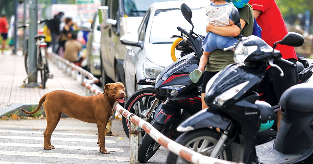 Bất an về nạn chó thả rông cắn người