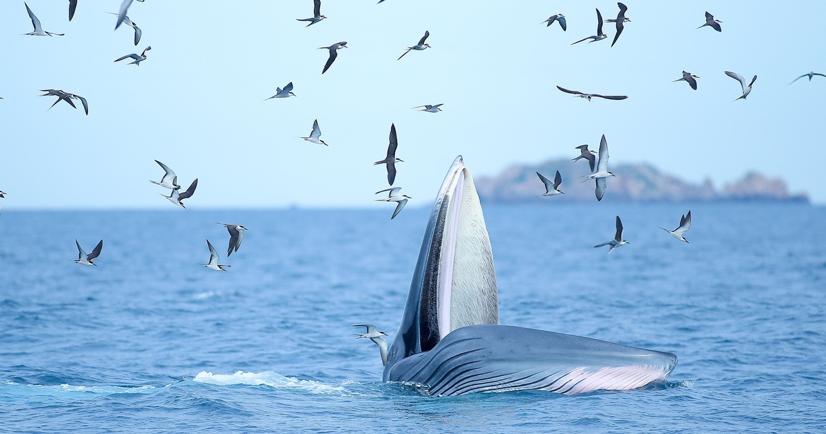 Cá voi xuất hiện ở Bình Định là loài quý hiếm, có nguy cơ tuyệt chủng