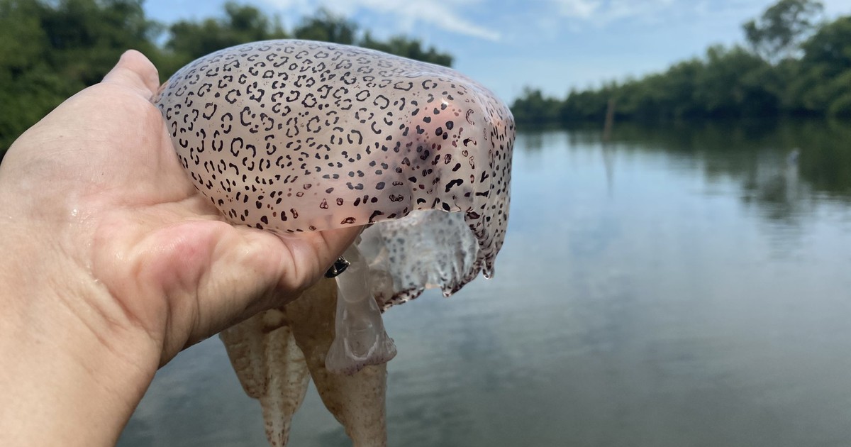 Tặng vật của những dòng sông: Nuốt nước miếng với... nuốt Sa Lung