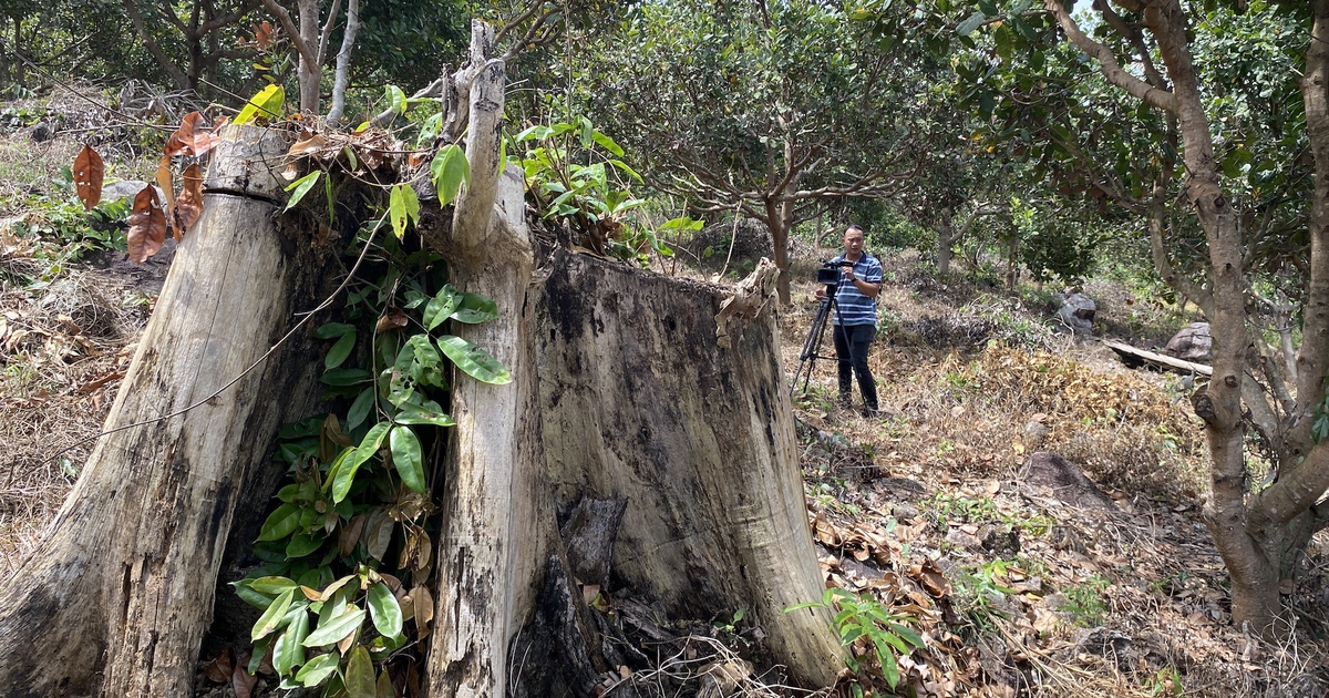 Đừng để có ngày không còn rừng để giữ