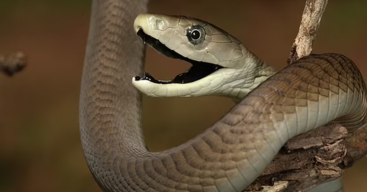 Bị rắn cắn trong lớp học, nữ sinh tử vong sau khoảng 30 phút