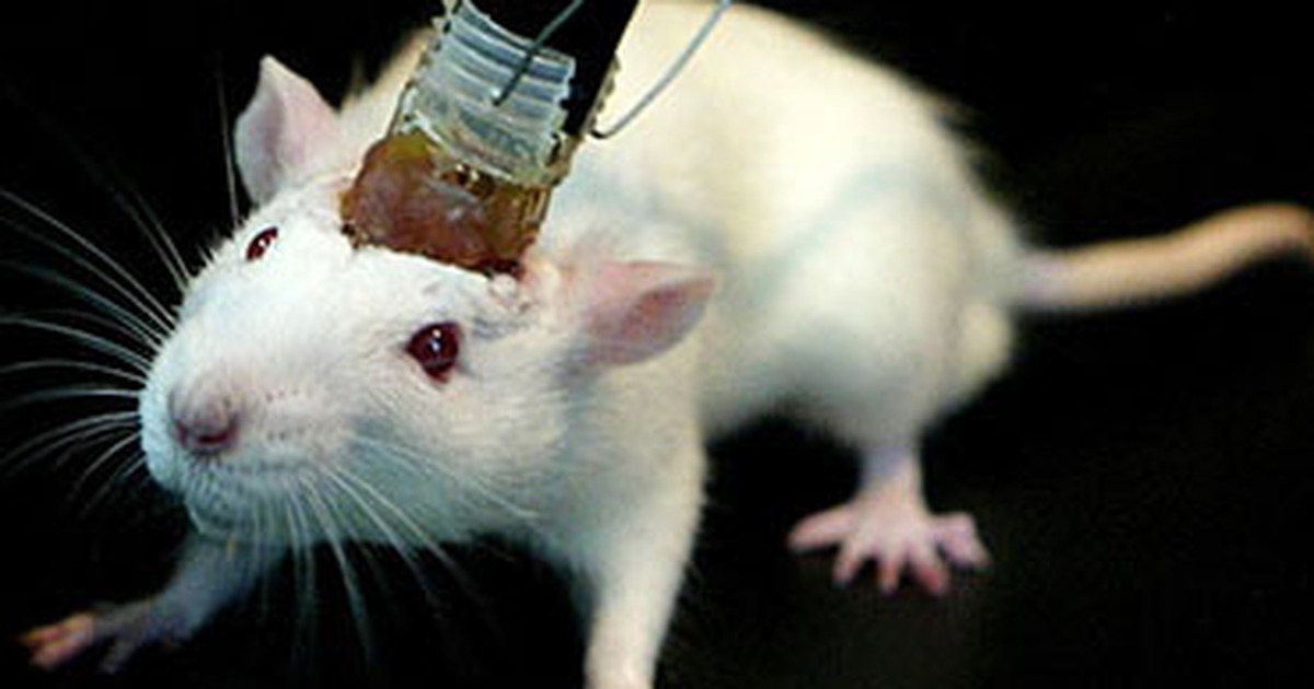 Điều khiển chuột từ xa nhờ kỹ thuật cấy n&atilde;o