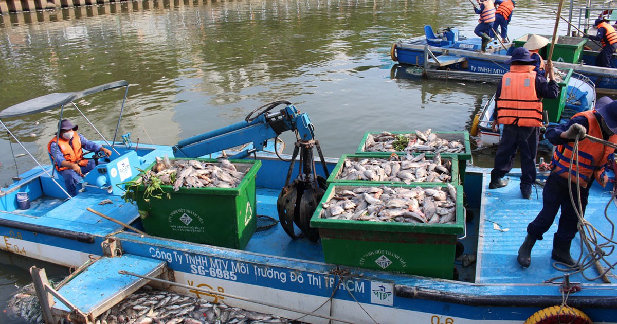 TP.HCM chỉ đạo không để tái diễn cảnh cá chết trên kênh Nhiêu Lộc