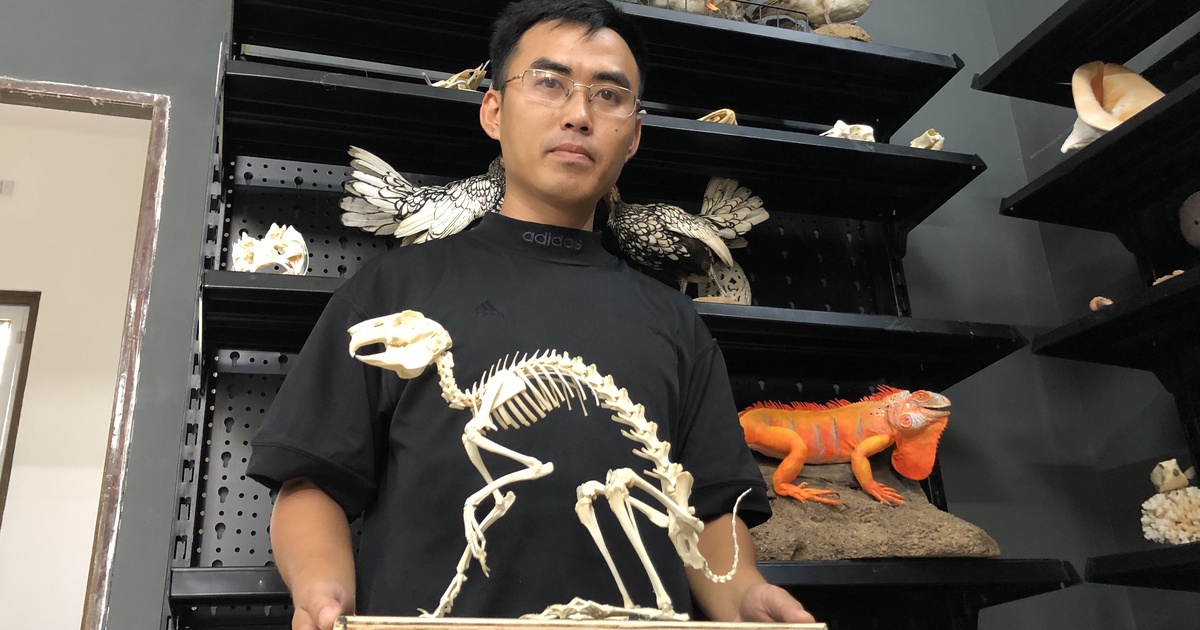 Chàng trai mua cá ngoài chợ về học làm tiêu bản