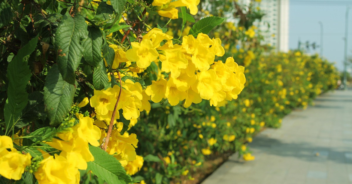 Những con đường có hoa chuông vàng nở rộ chờ bạn trẻ 'check in'