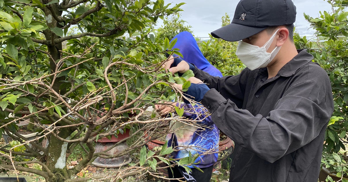 Vào mùa sinh viên làm thêm với công việc lặt lá mai kiếm tiền xài tết