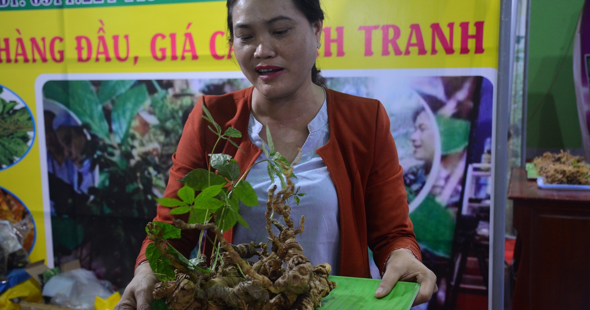 Sâm Ngọc Linh ‘khủng’ bán với giá hơn nửa tỉ đồng