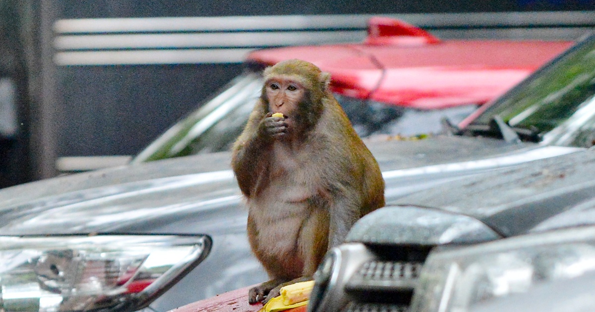 Đã bắt được con khỉ hoang cắn người tại Hà Nội