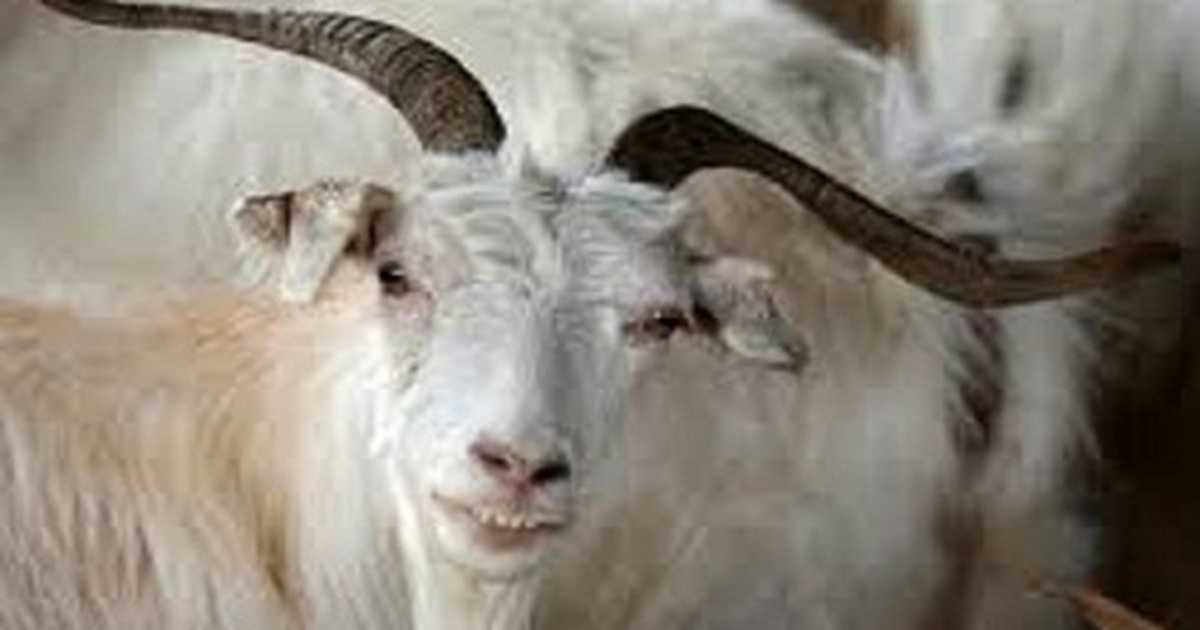 Năm Ất Mùi: Những điều thú vị về linh vật dê