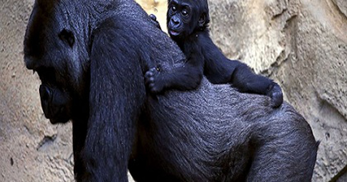 Những 'em bé' động vật đáng yêu vòng quanh thế giới