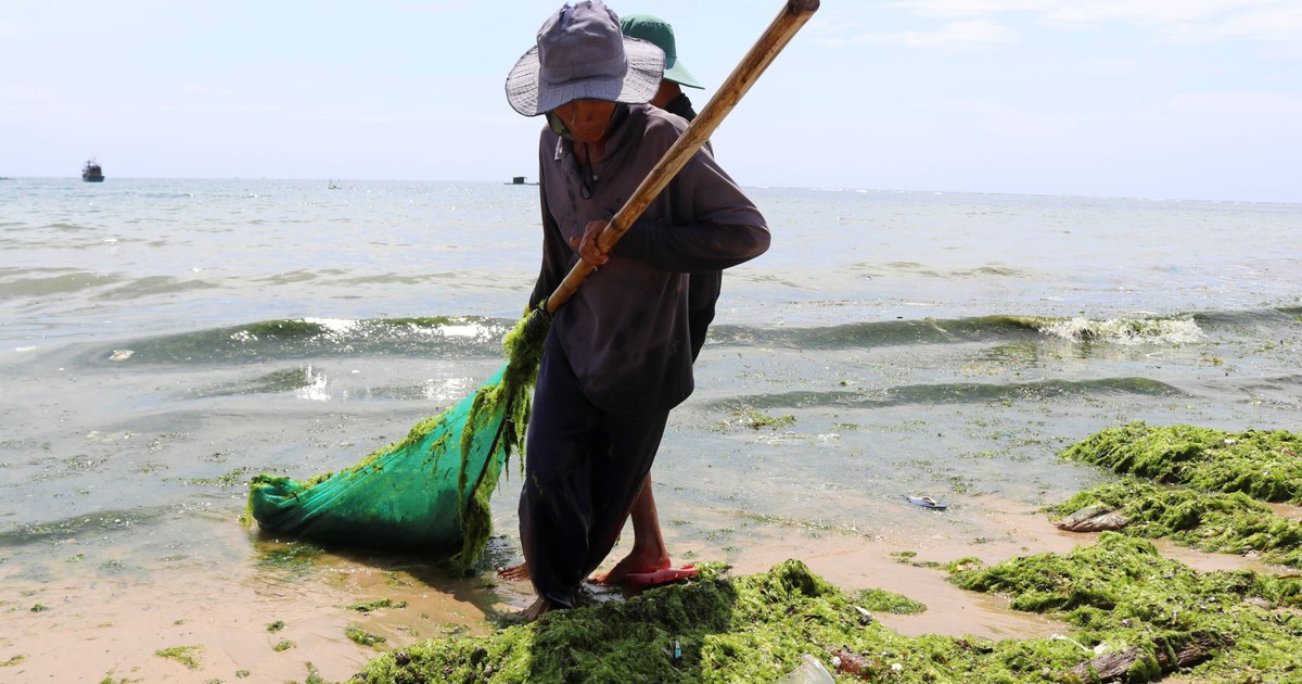 Ninh Thuận: Ngư dân làng biển Vĩnh Trường trúng mùa rong biển, mỗi ngày vớt cả tấn