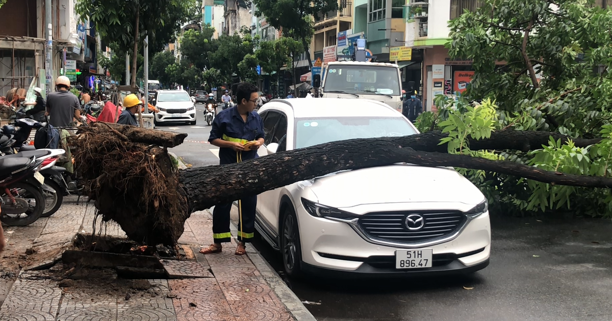 TP.HCM: Cây xanh bật gốc ngã đè ô tô 7 chỗ