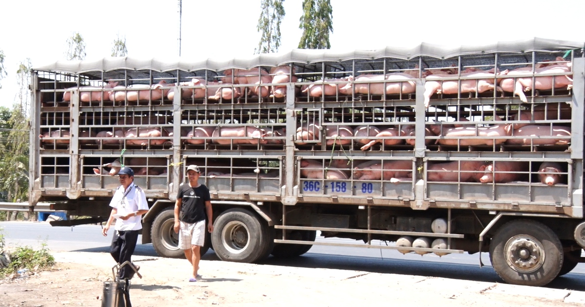 Lãnh đạo Đồng Nai nói Trảng Bom, Nhơn Trạch 'công bố ẩu' dịch tả lợn châu Phi
