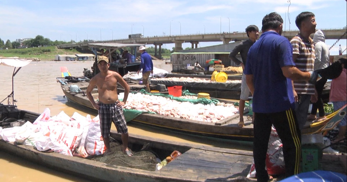 Cá chết hàng loạt trên sông La Ngà