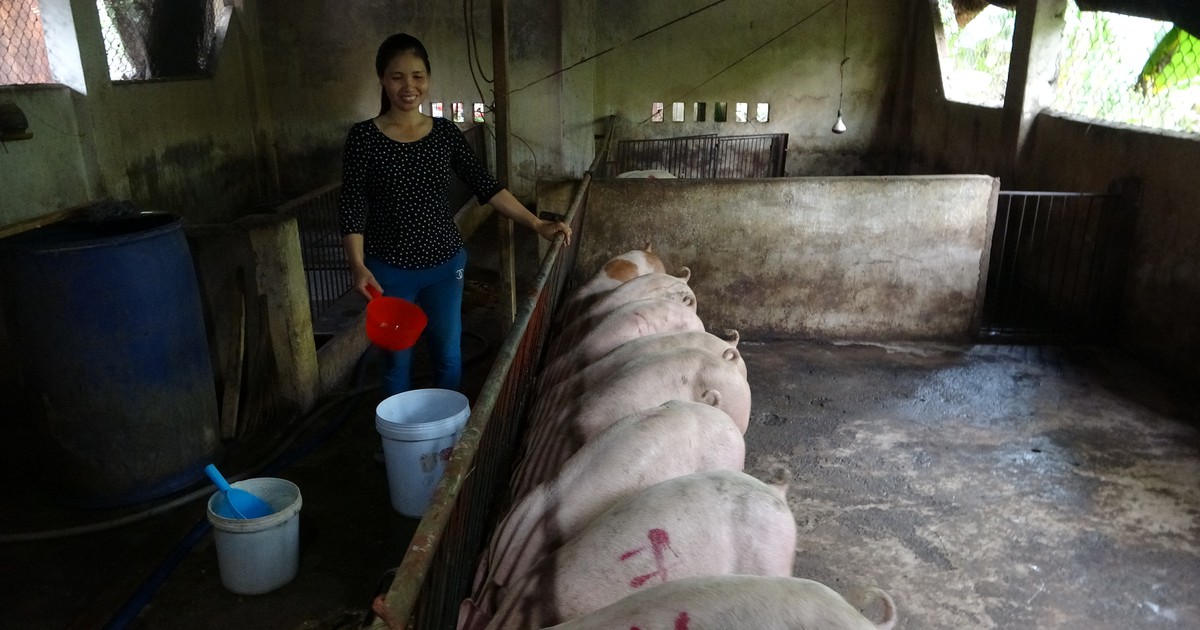 Heo hết bệnh dịch tả lợn châu Phi có phải do ăn hèm rượu?