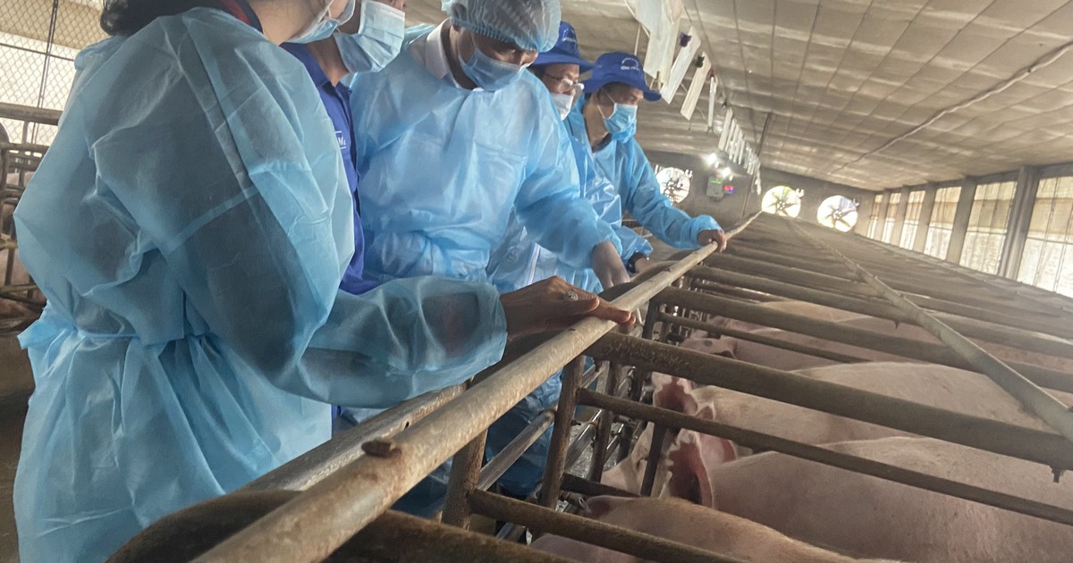 Đồng Nai được cấp phép xét nghiệm dịch tả heo châu Phi