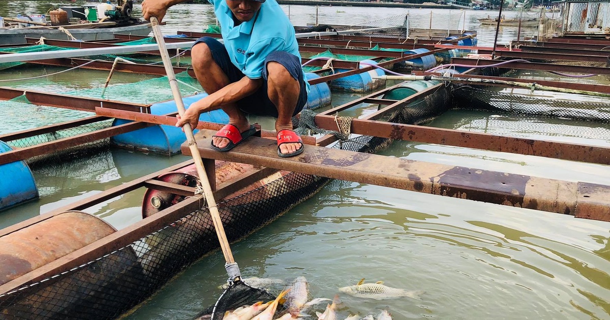 Người nuôi cá bè ở TP.Biên Hòa lại mất ăn mất ngủ vì cá chết