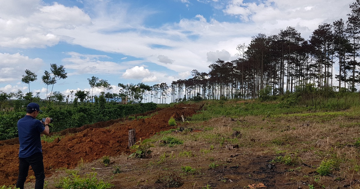 Lâm Đồng lại phát hiện vụ đầu độc hàng trăm cây thông