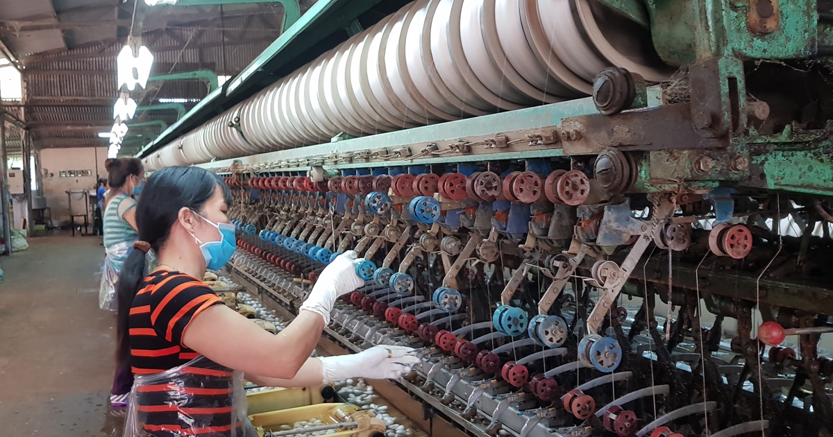 Giá kén tằm tăng cao, các nhà máy vẫn không đủ nguyên liệu sản xuất