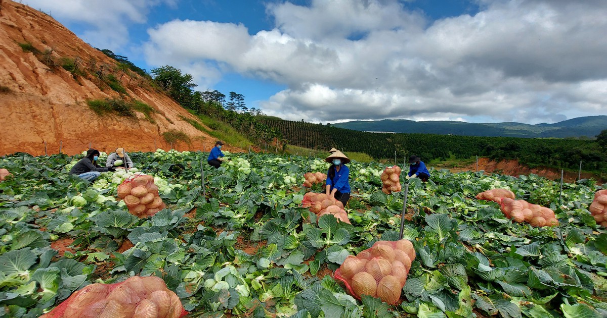 Chung tay phòng chống dịch Covid-19: Mùa hè đong đầy yêu thương dưới chân núi Lang Biang
