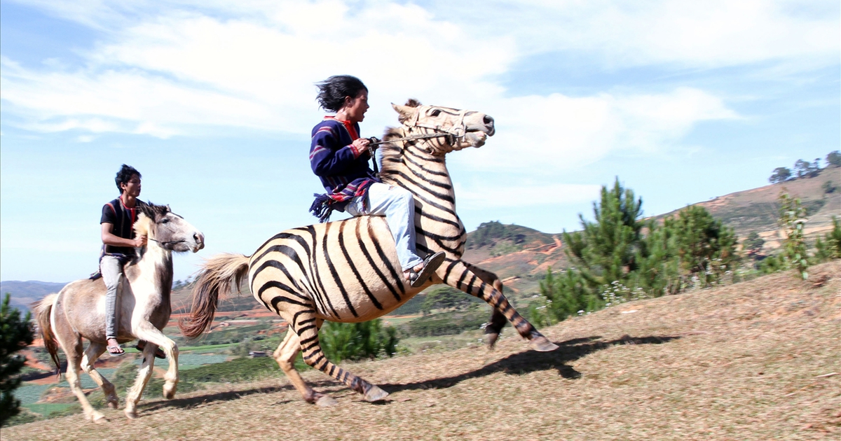 Dời ngày tổ chức giải đua ngựa không yên ở Lạc Dương vì mưa