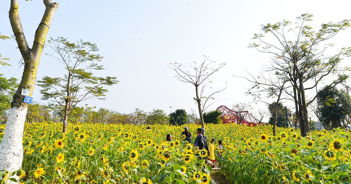 Lạc vào thế giới muôn sắc hoa bên vịnh Hạ Long