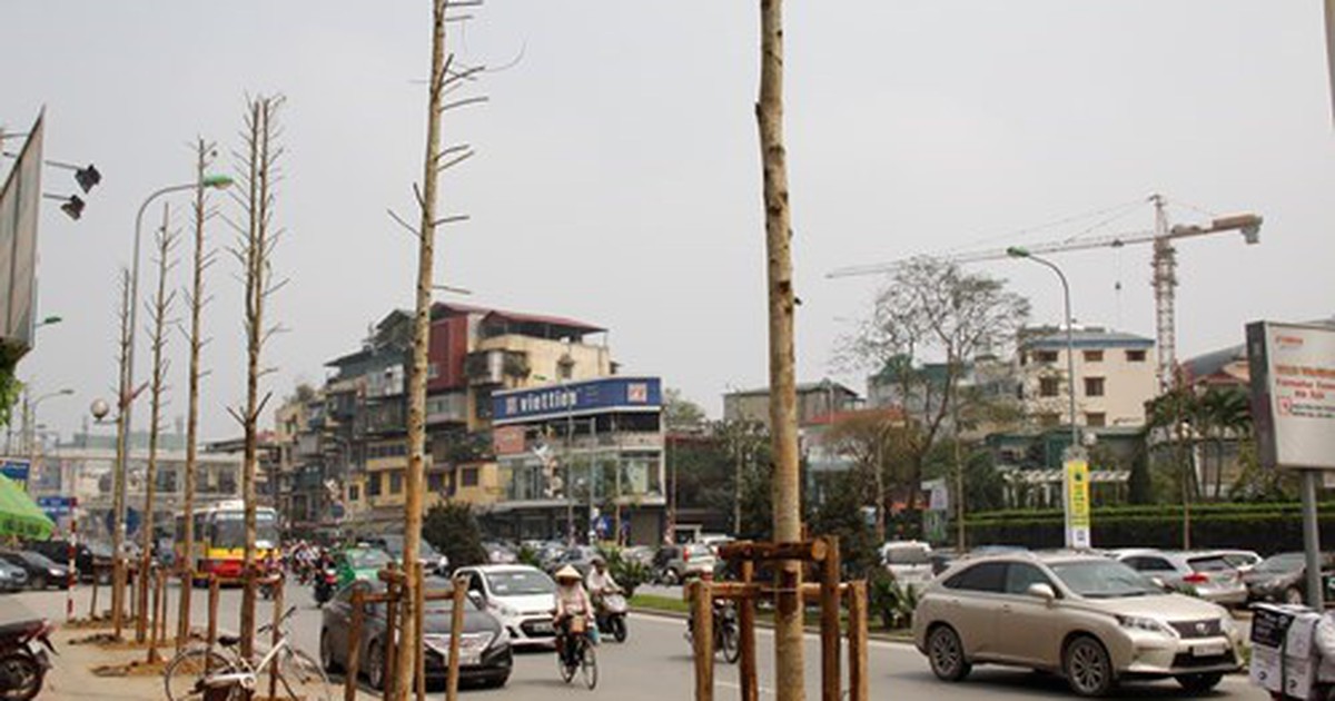 Sở Xây dựng vòng vo khi trả lời các câu hỏi về chặt cây xanh