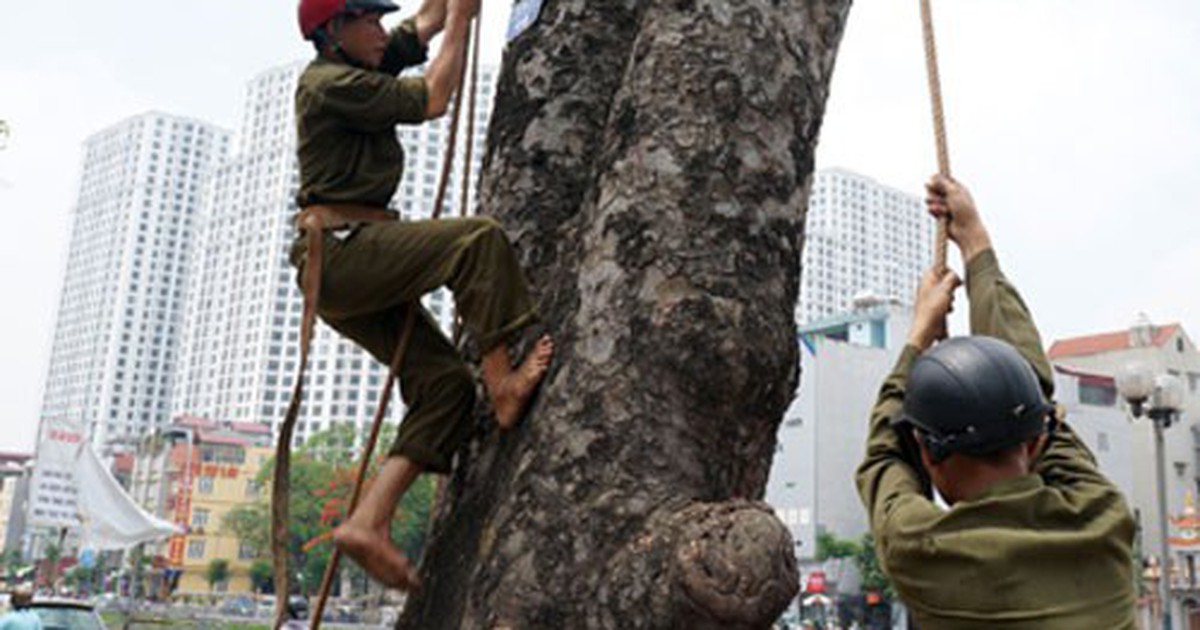 Hà Nội chi hơn 5,6 triệu đồng để cắt cành một cây xà cừ