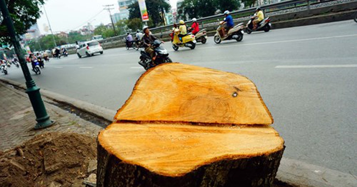 Chặt hạ cây xanh ở Hà Nội: Kiểm điểm trách nhiệm lãnh đạo thành phố