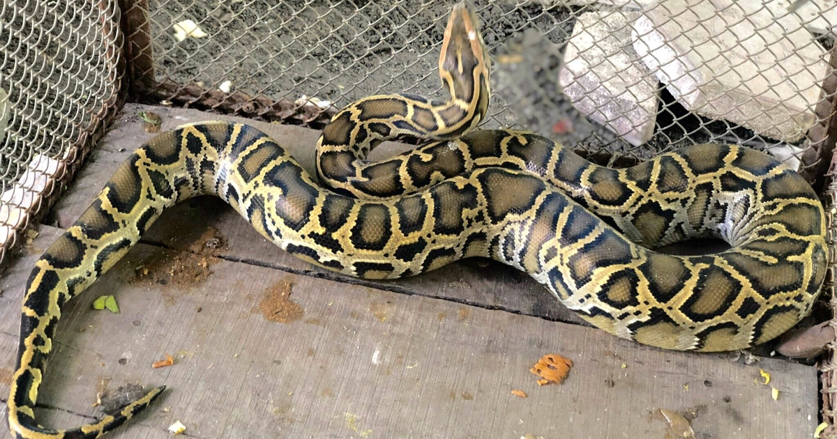 Hải Phòng: Lo ngại về con trăn 1,5 m xổng chuồng, chính quyền phát cảnh báo