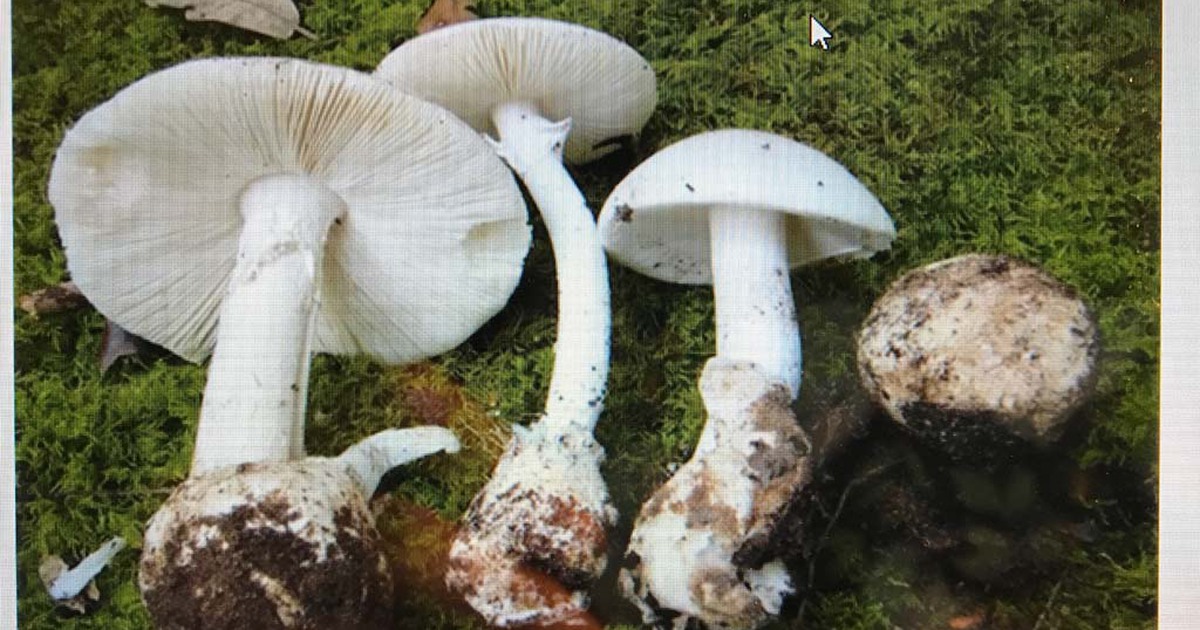 'Chân dung' loại nấm chỉ cần ăn một cây cũng có thể tử vong