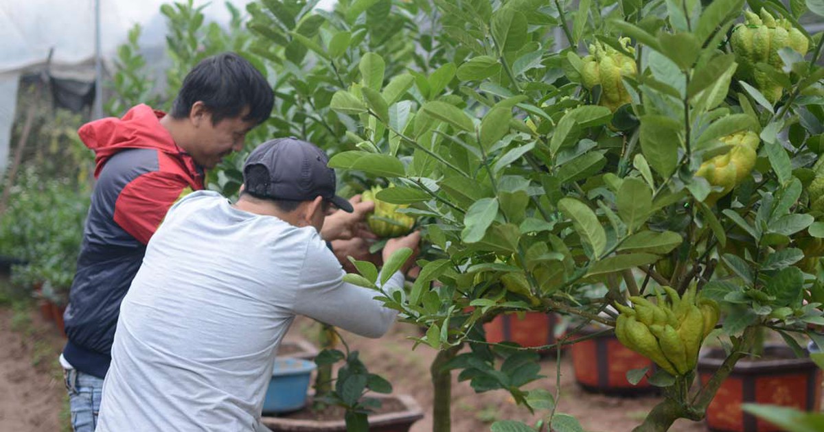'Hốt bạc' nhờ phật thủ bonsai bán tết