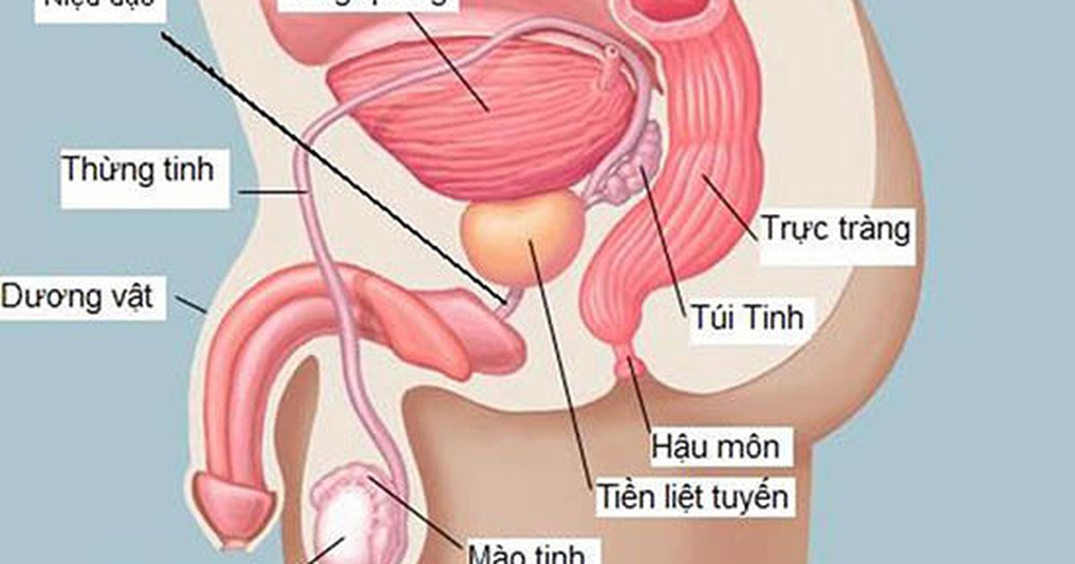 Nghi vấn virus SARS-CoV-2 ẩn náu trong tinh hoàn, phá hoại sức khỏe tình dục nam giới
