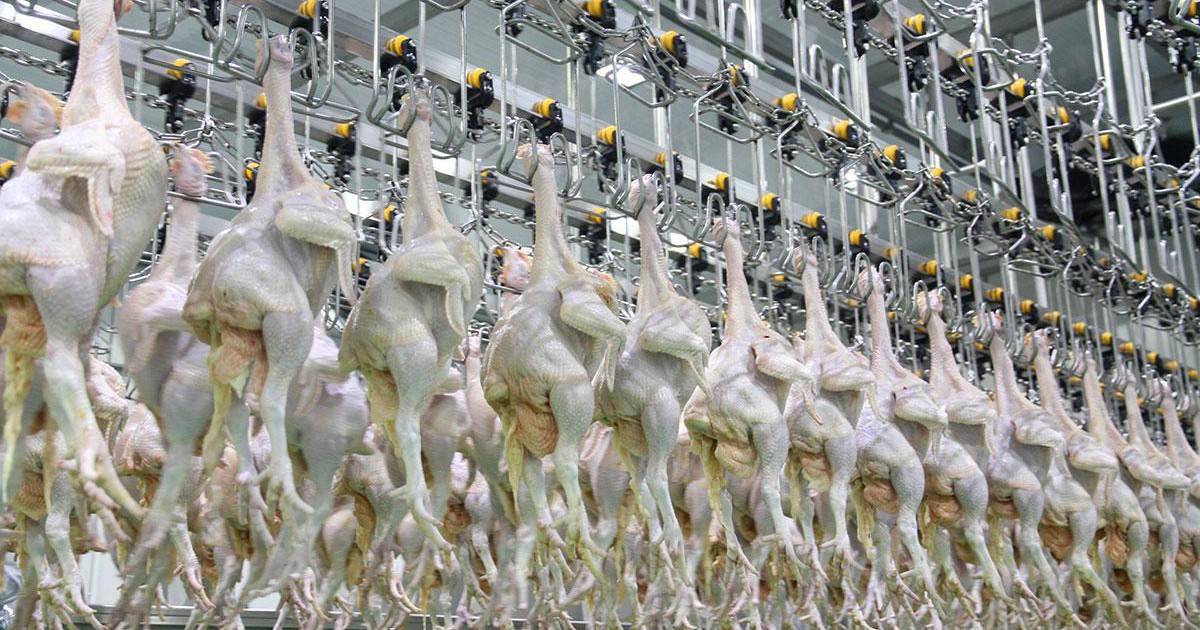 Đồng bộ các giải pháp tái cơ cấu ngành chăn nuôi